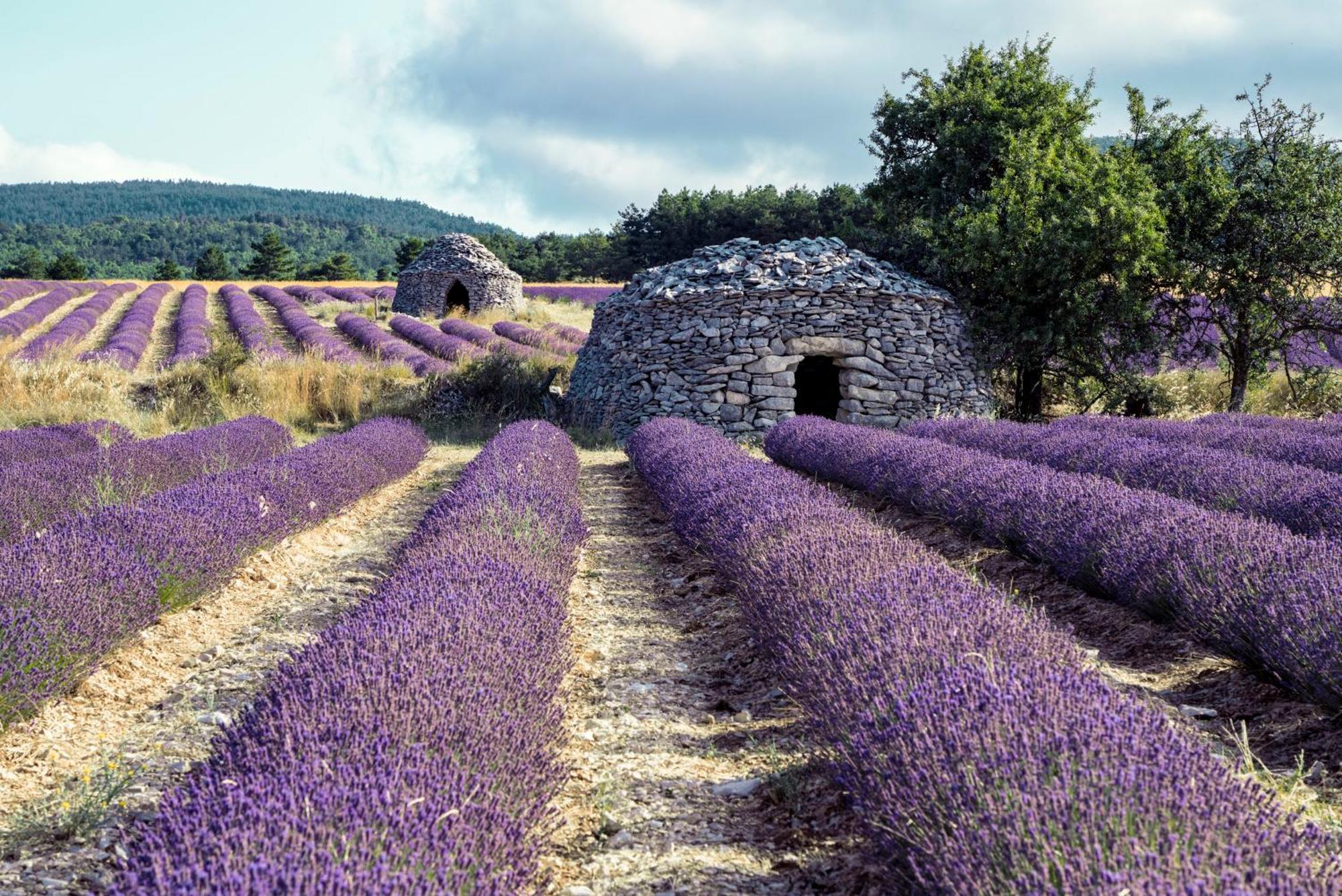 Le Cabanon Des Lavandes Entre Mont Ventoux Et Luberon Sault-de-Vaucluse Exteriér fotografie